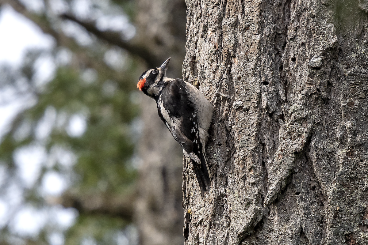 Hairy Woodpecker - David Badke