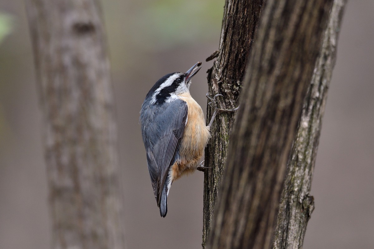 Red-breasted Nuthatch - ML153284231