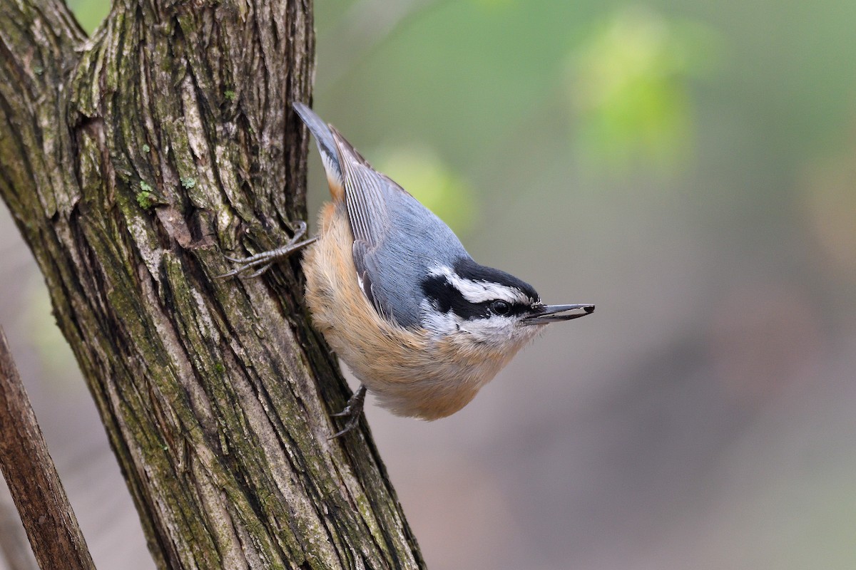 Red-breasted Nuthatch - ML153284241