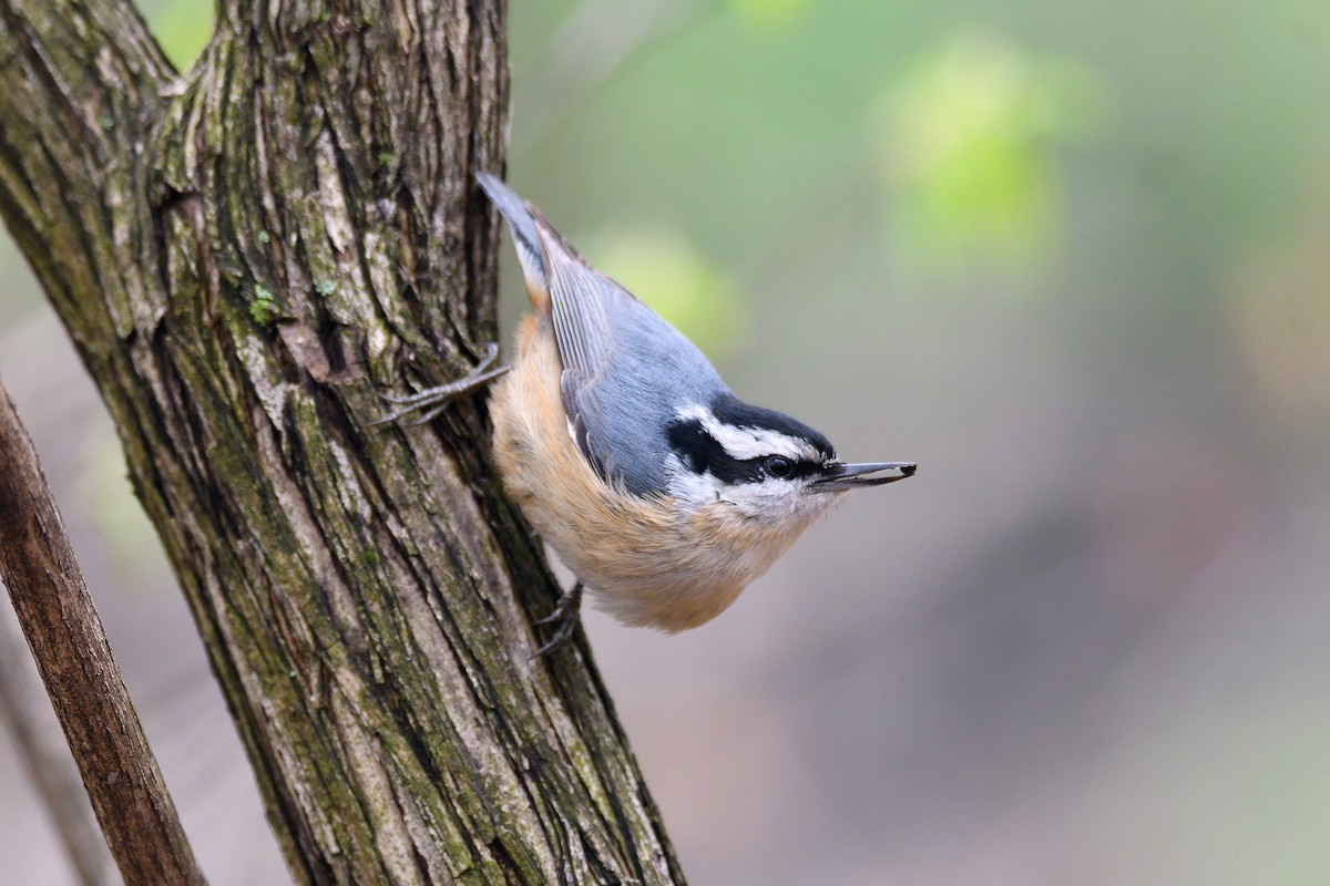 Red-breasted Nuthatch - ML153284251