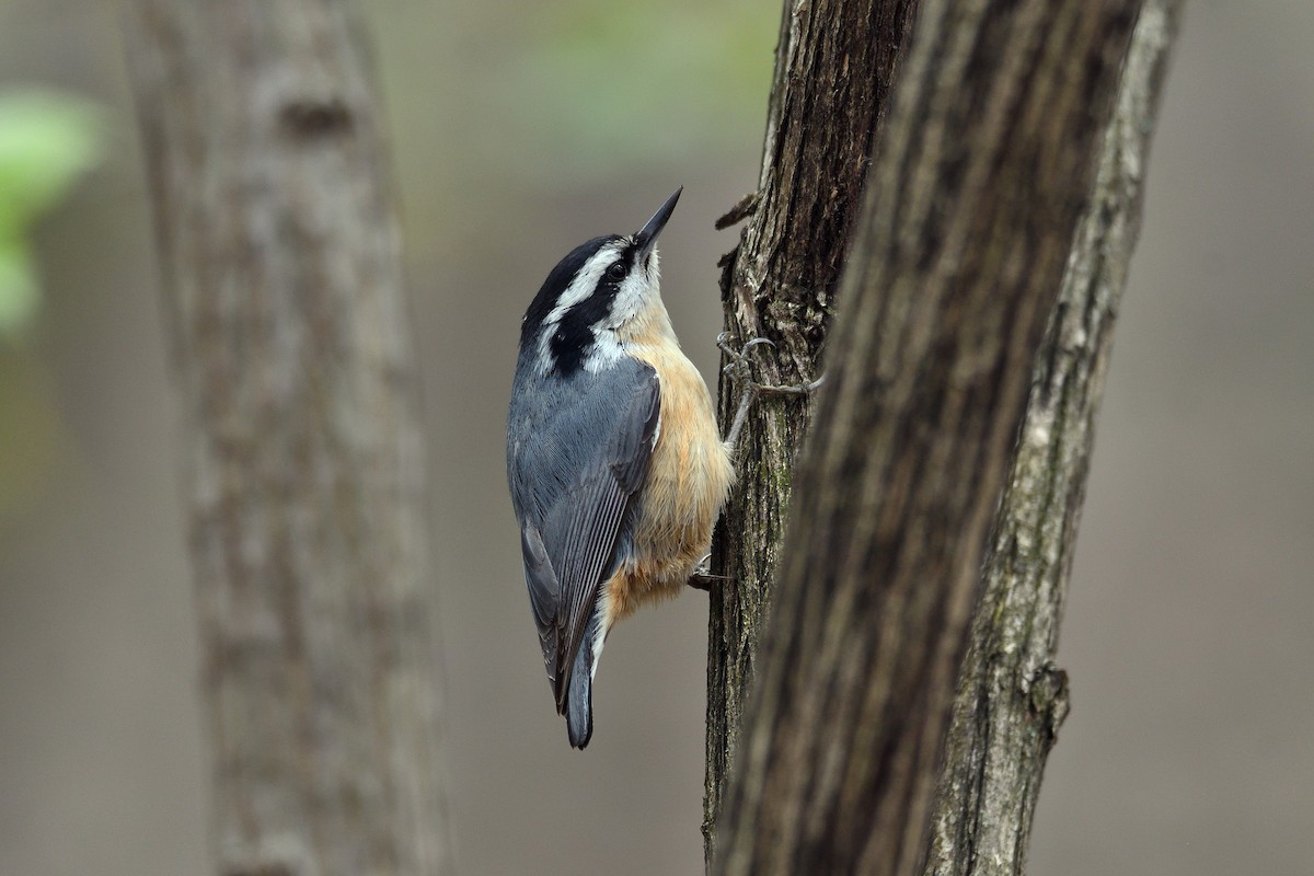 Red-breasted Nuthatch - ML153284261