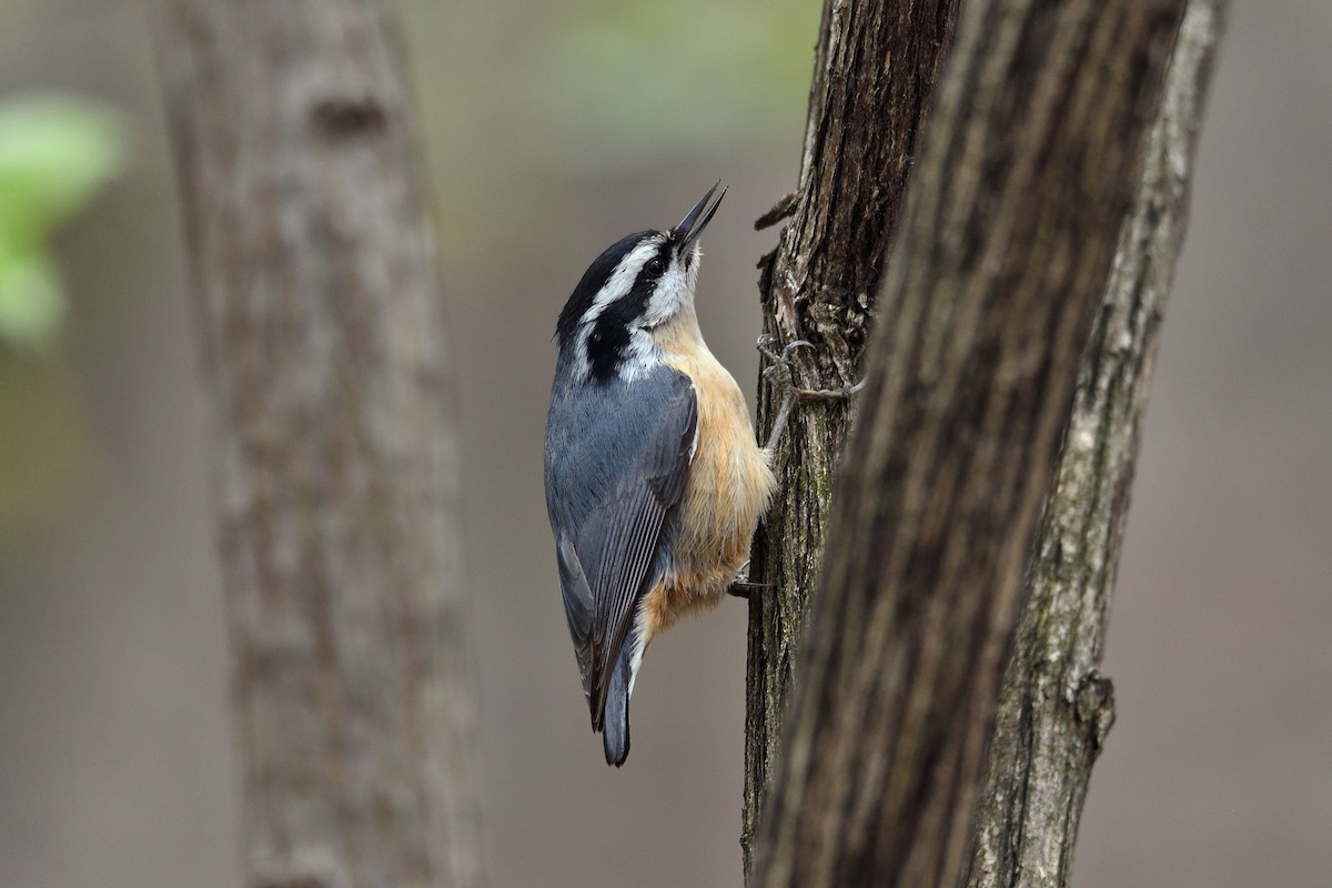 Red-breasted Nuthatch - ML153284271