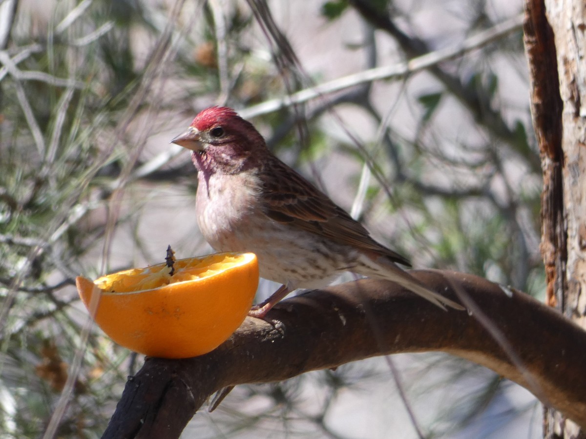 Cassin's Finch - Jim Lind