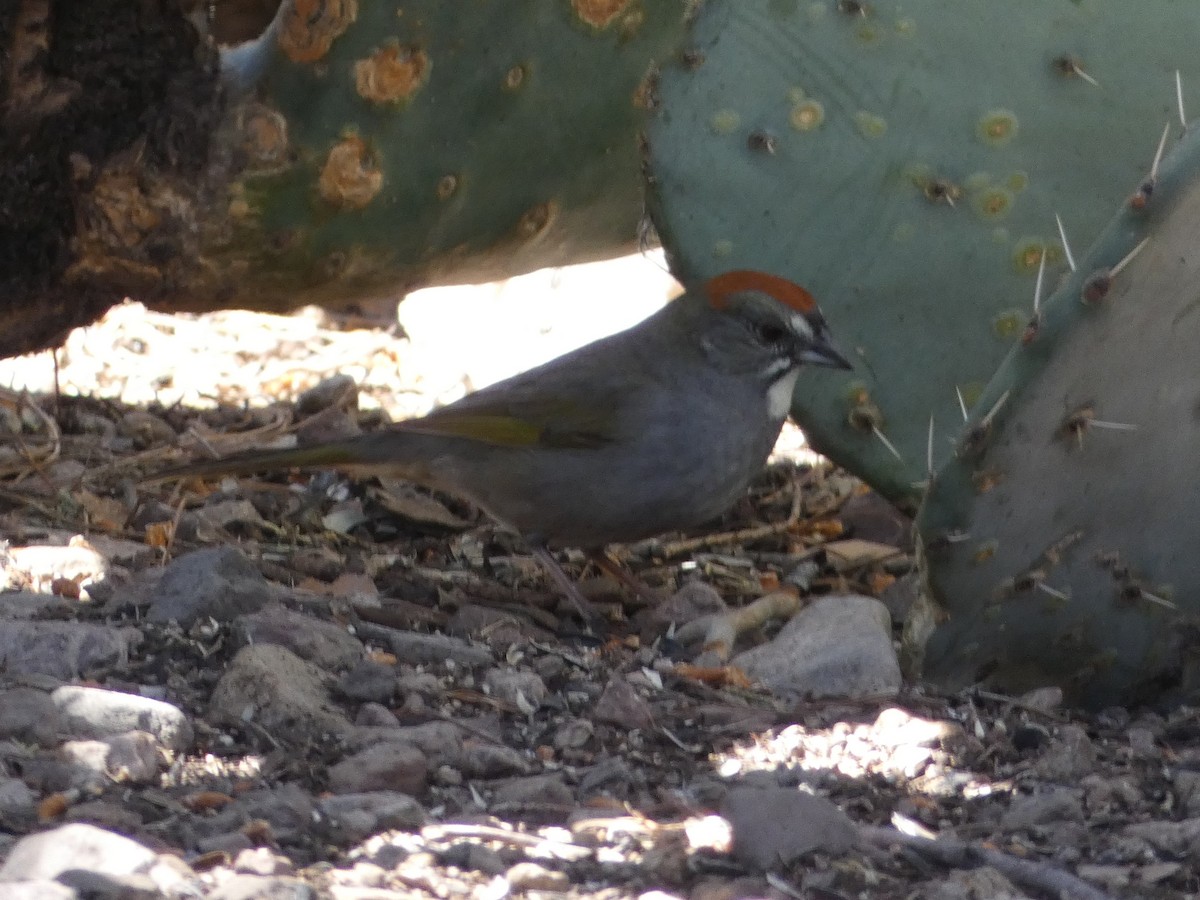 Green-tailed Towhee - Jim Lind