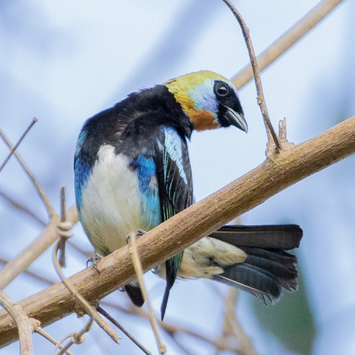 Golden-hooded Tanager - Anonymous