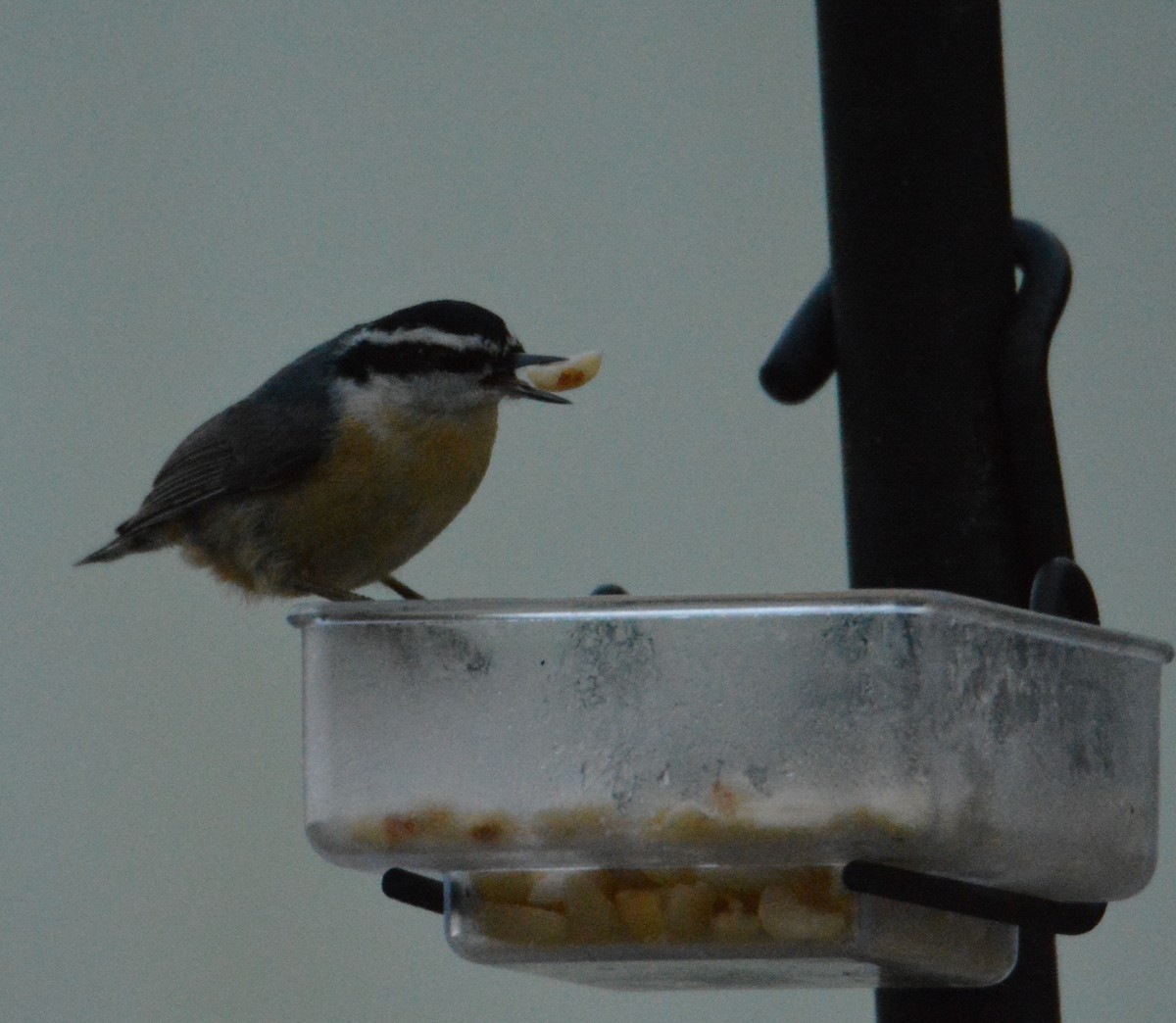 Red-breasted Nuthatch - Tom Considine
