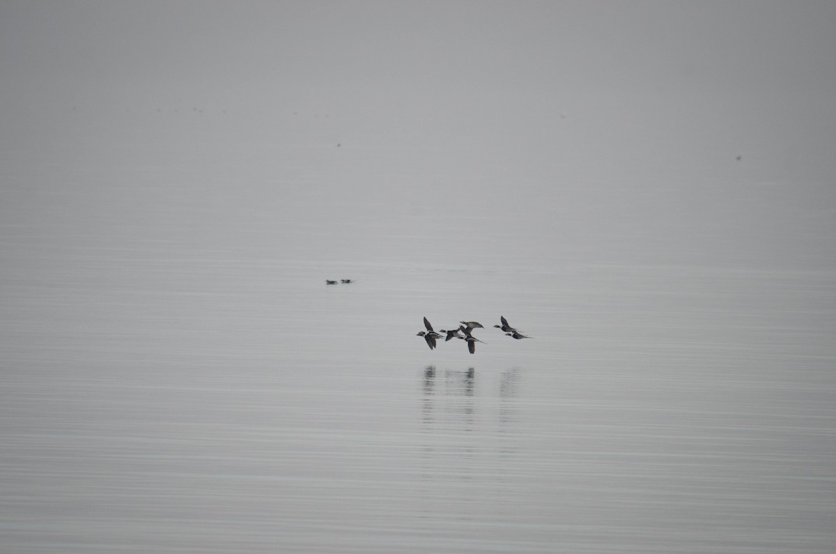 Long-tailed Duck - Iain Rayner
