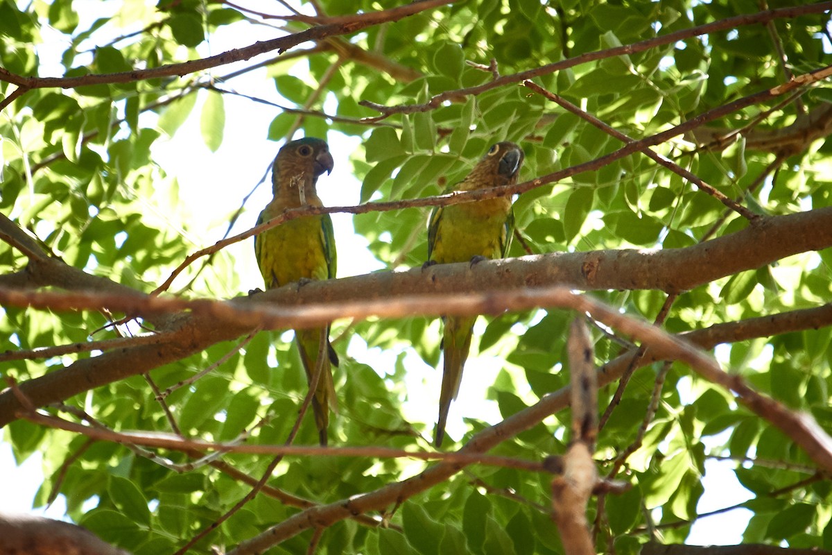 Brown-throated Parakeet - Sergio Castro Díaz
