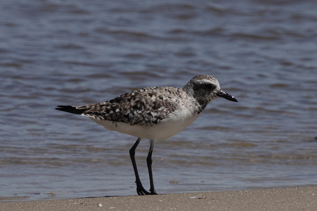 Black-bellied Plover - Sara Griffith