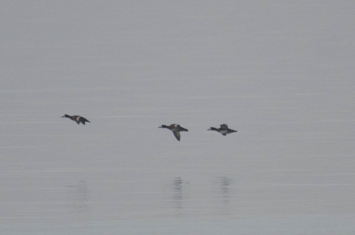 Greater Scaup - ML153289211