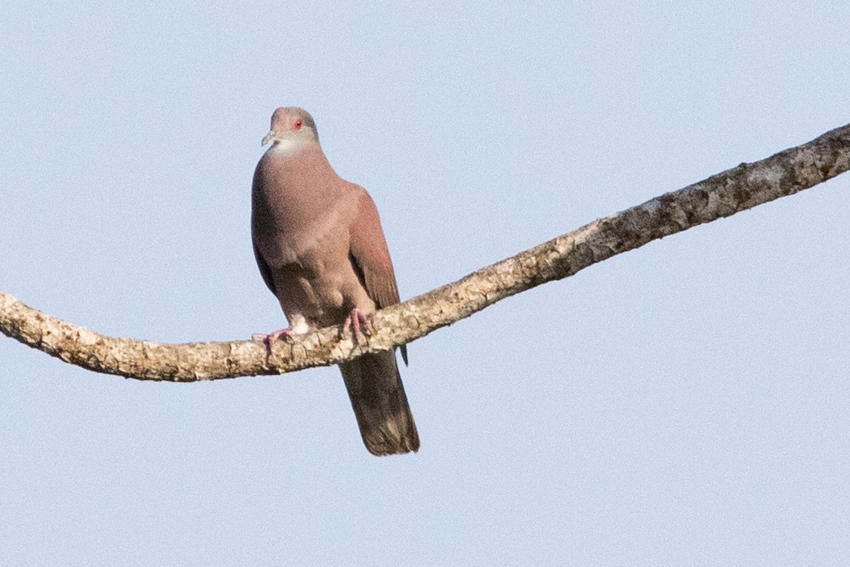 Pale-vented Pigeon - Anonymous