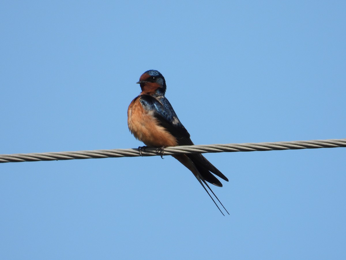 Barn Swallow (American) - Nick Mrvelj