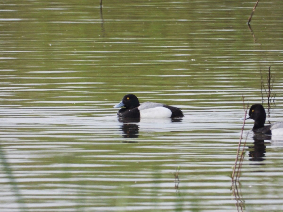 Greater Scaup - ML153290881