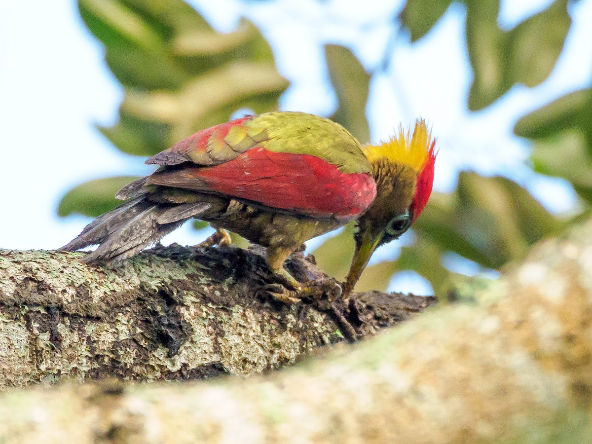 Crimson-winged Woodpecker - Karyne Wee