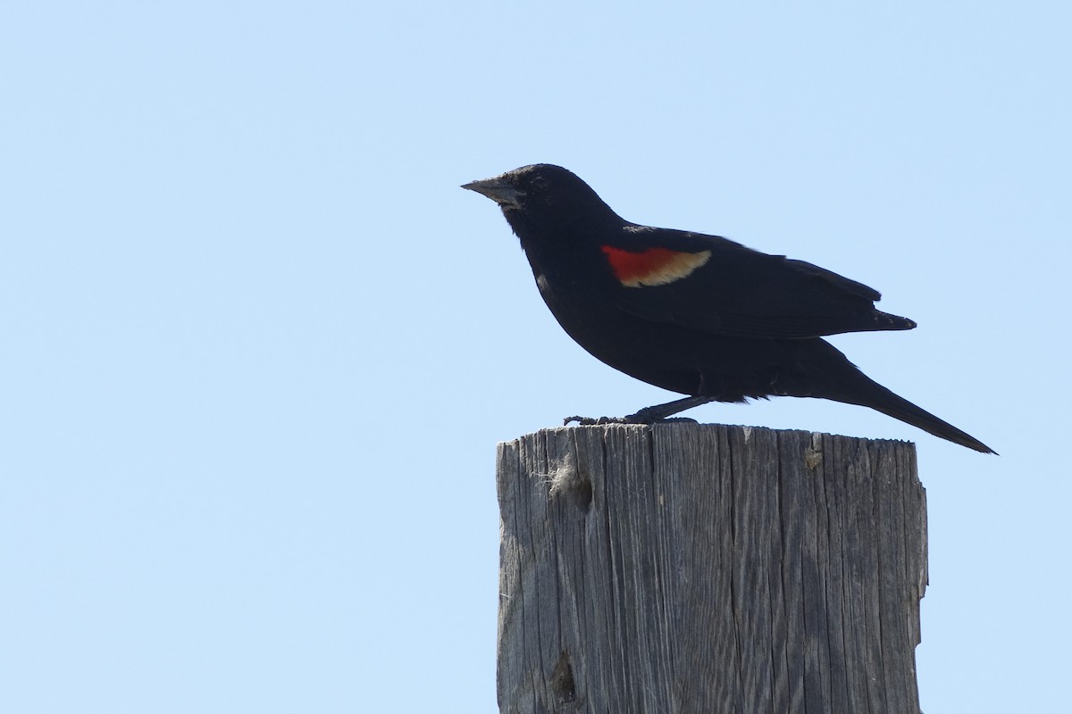 Red-winged Blackbird (Red-winged) - Michaela Gold