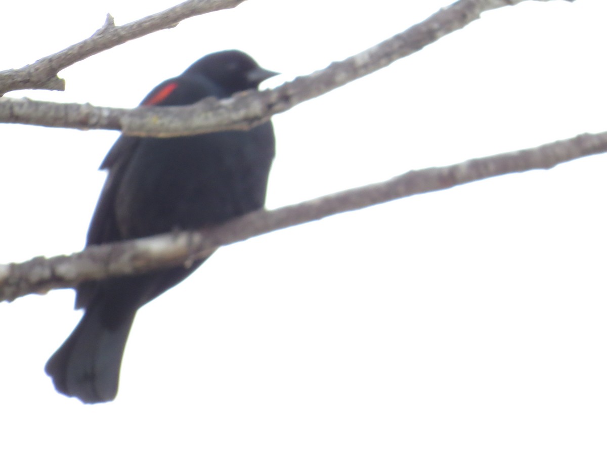 Red-winged Blackbird - ML153292271