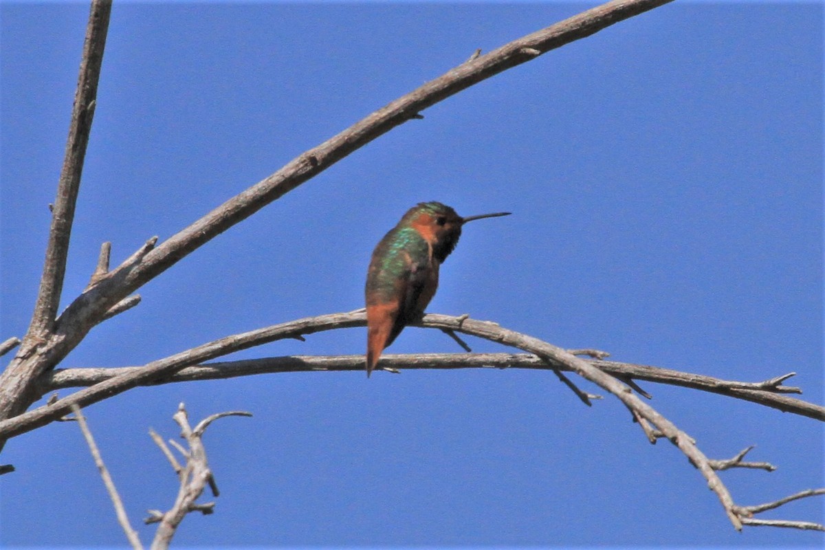 Allen's Hummingbird - Kent Forward