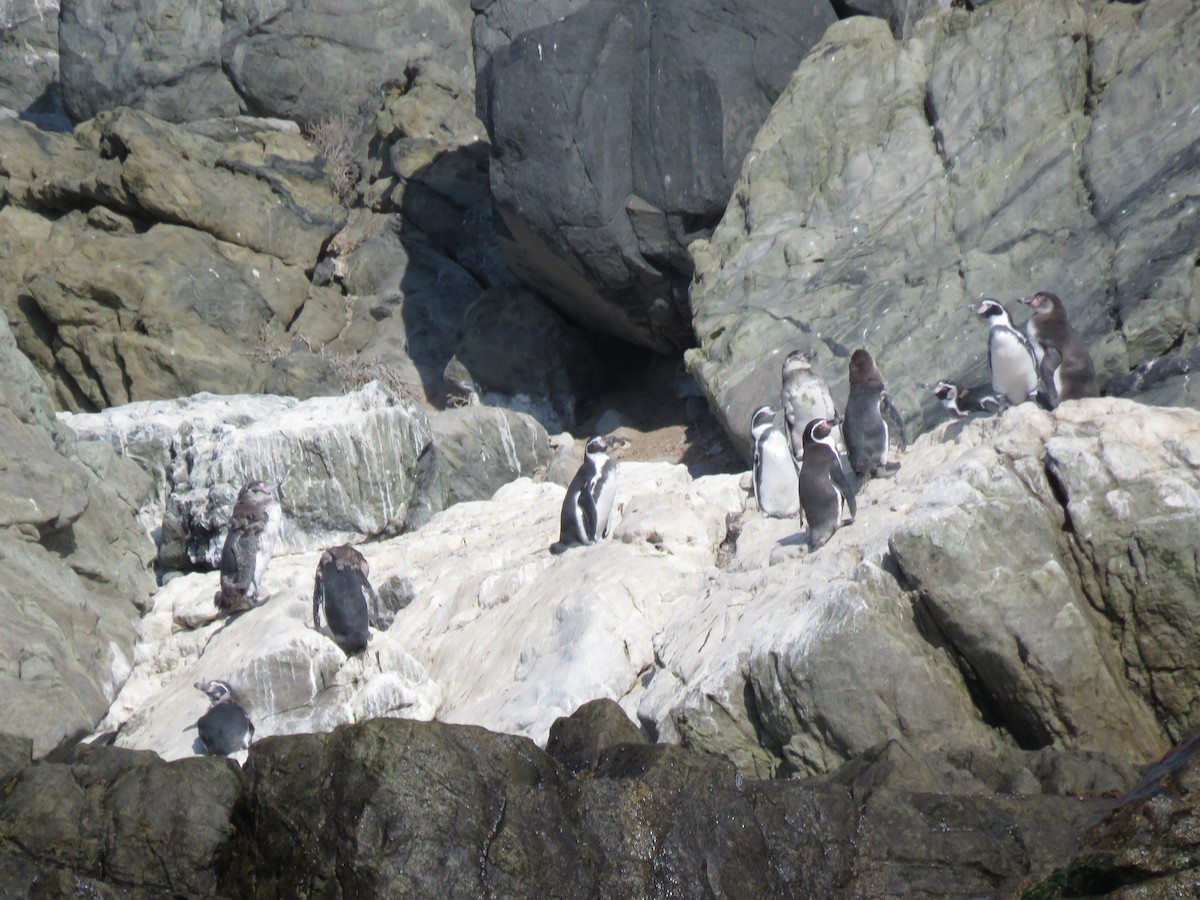 tučňák Humboldtův - ML153292461