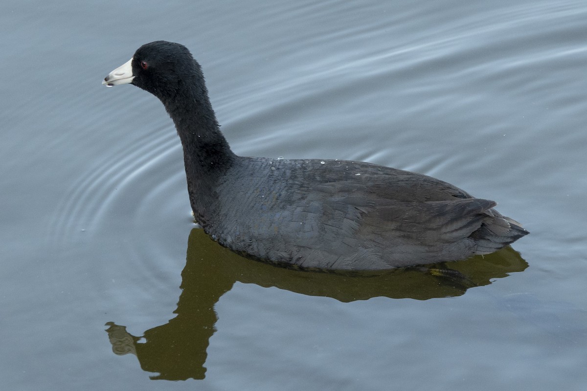 American Coot (Red-shielded) - ML153292621