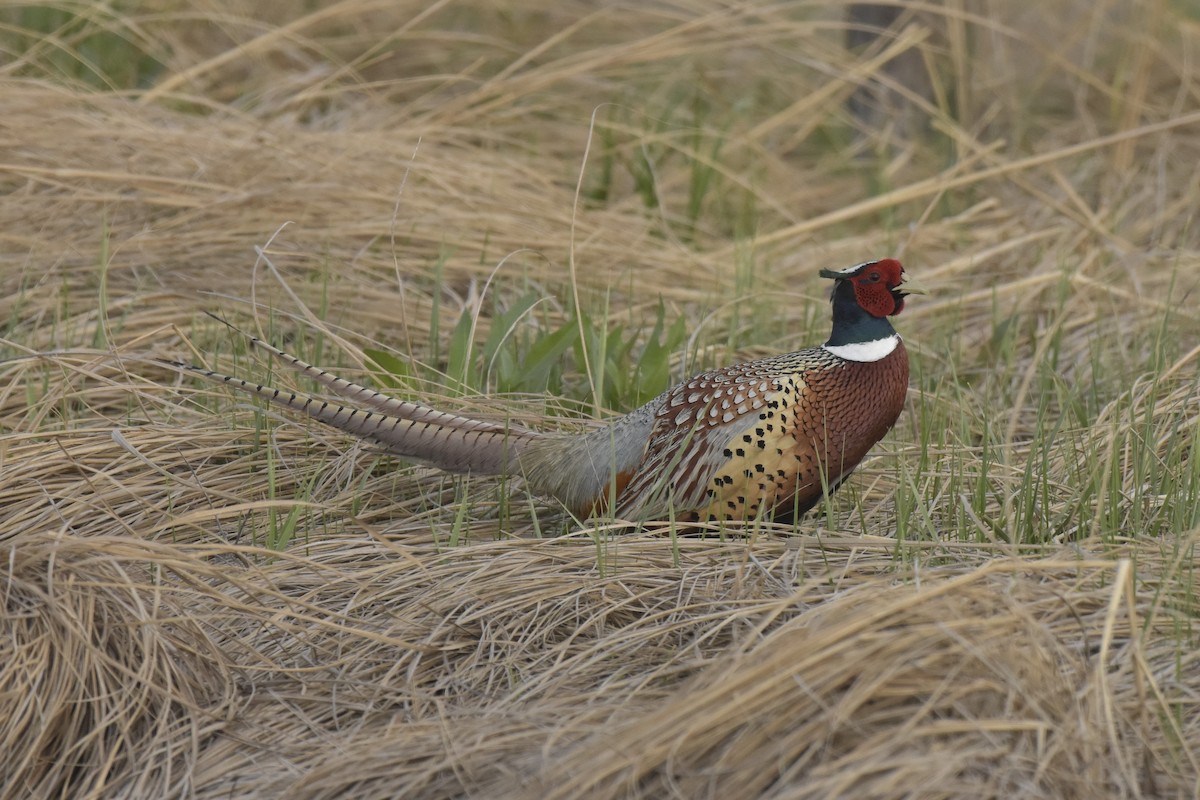 Ring-necked Pheasant - Malcolm Gold