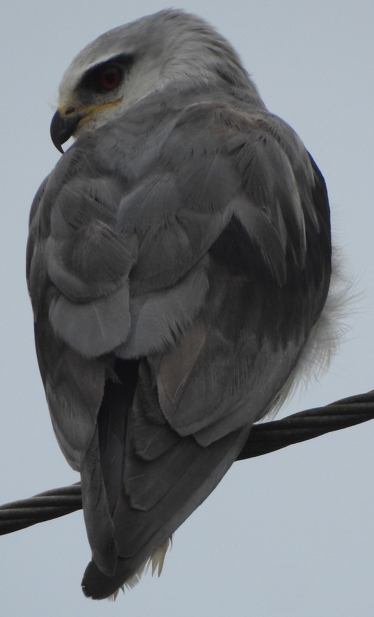 Black-winged Kite - Manoj Karingamadathil