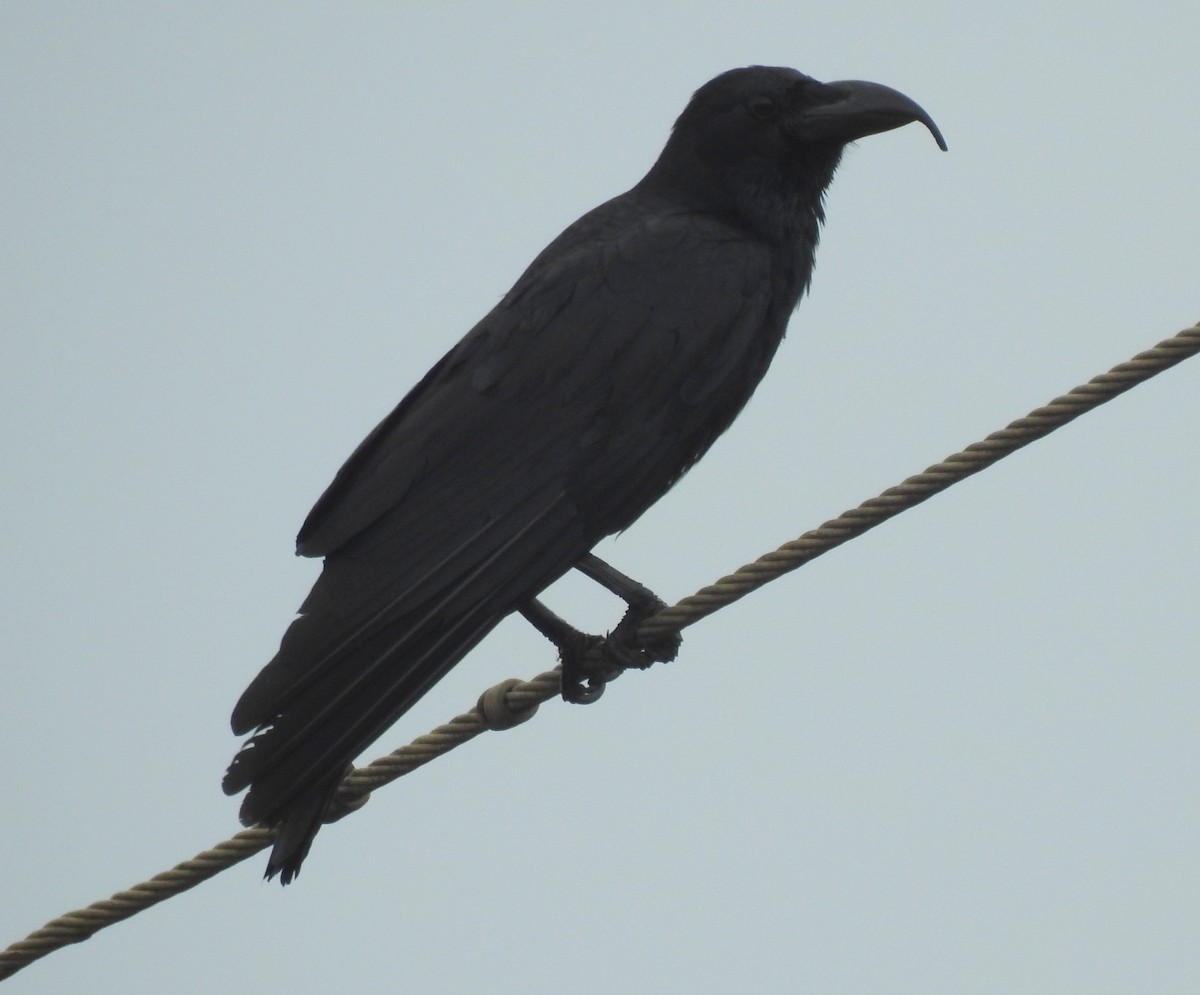 Large-billed Crow - ML153296591