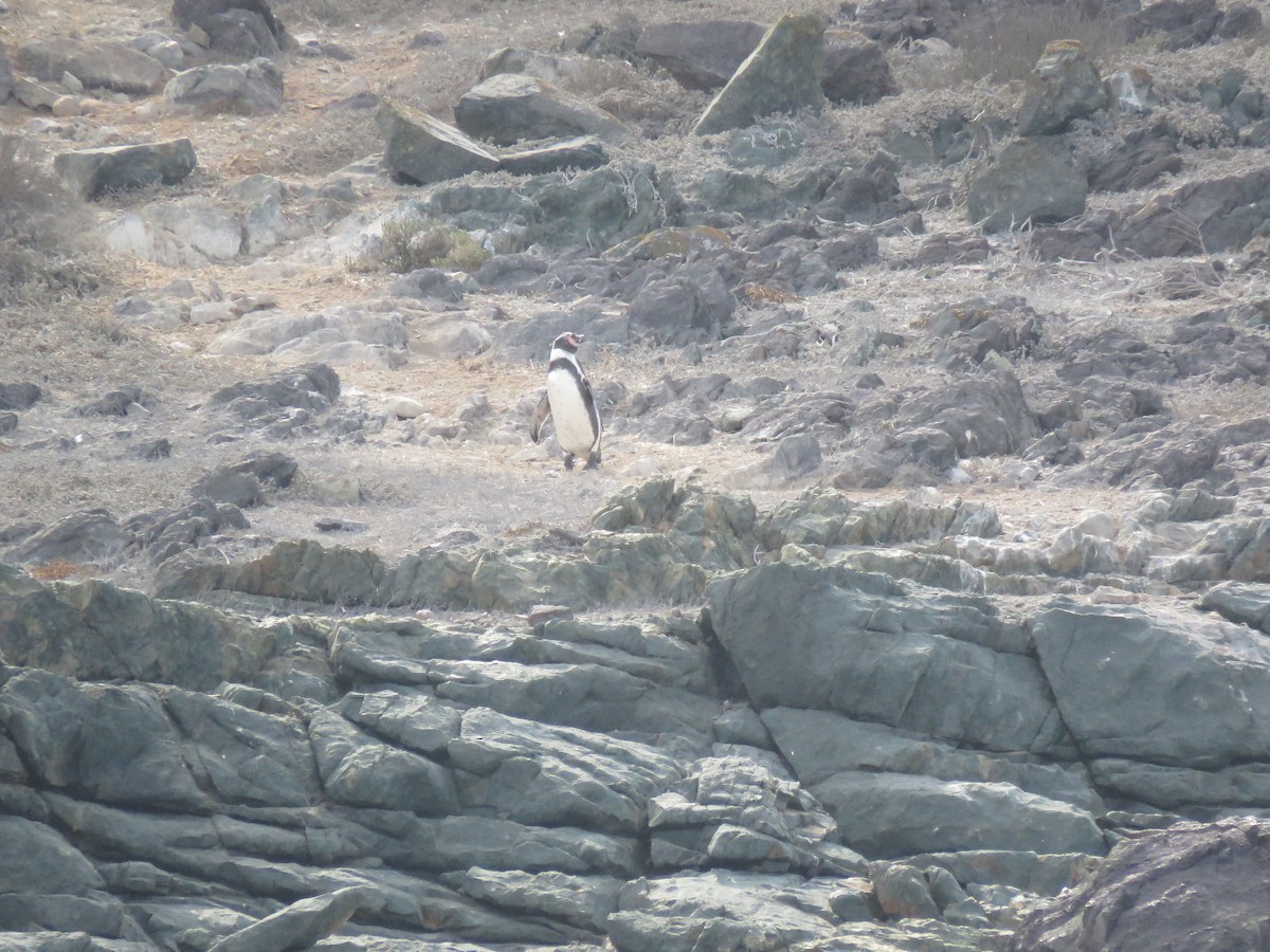 tučňák Humboldtův - ML153297931