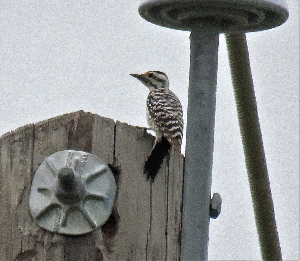 Ladder-backed Woodpecker - Suzanne Odum