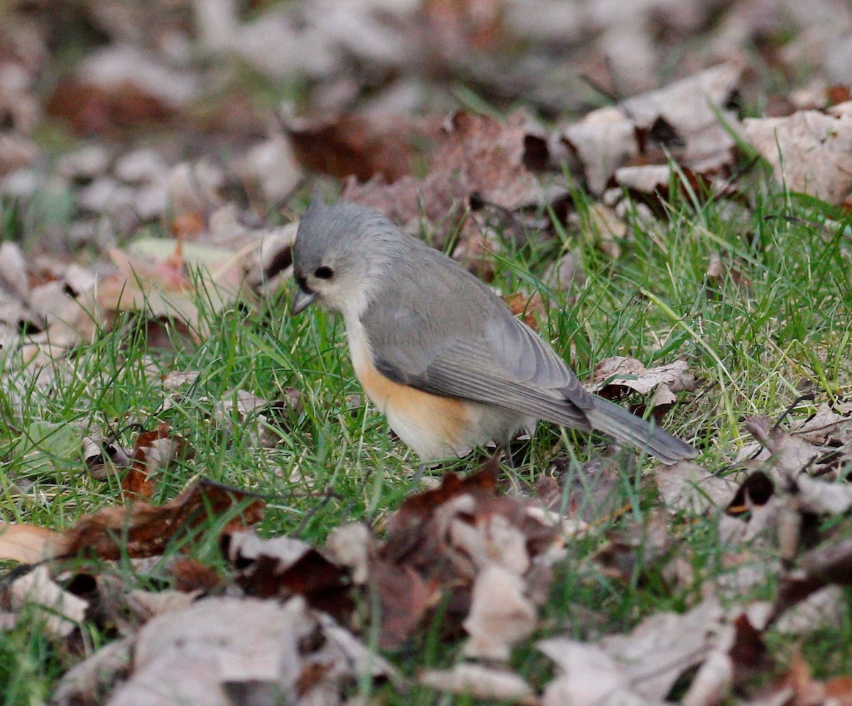 Tufted Titmouse - Theresa Gessing