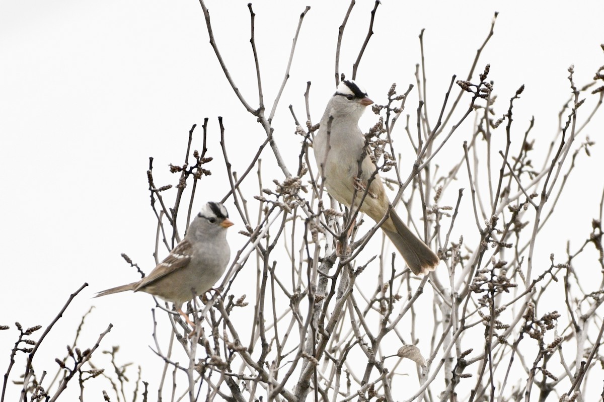 White-crowned Sparrow (oriantha) - ML153299141