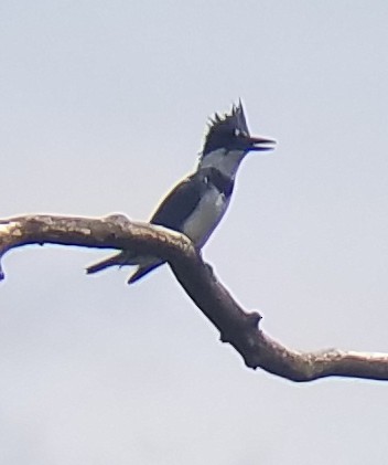 Belted Kingfisher - ML153299641