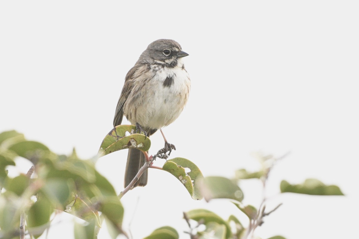 Bell's Sparrow (belli) - ML153299831