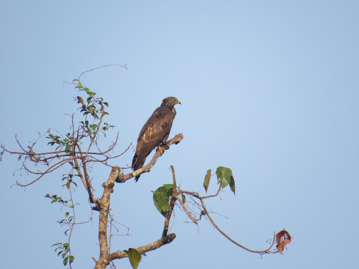 Oriental Honey-buzzard - Prabhu Gudimani