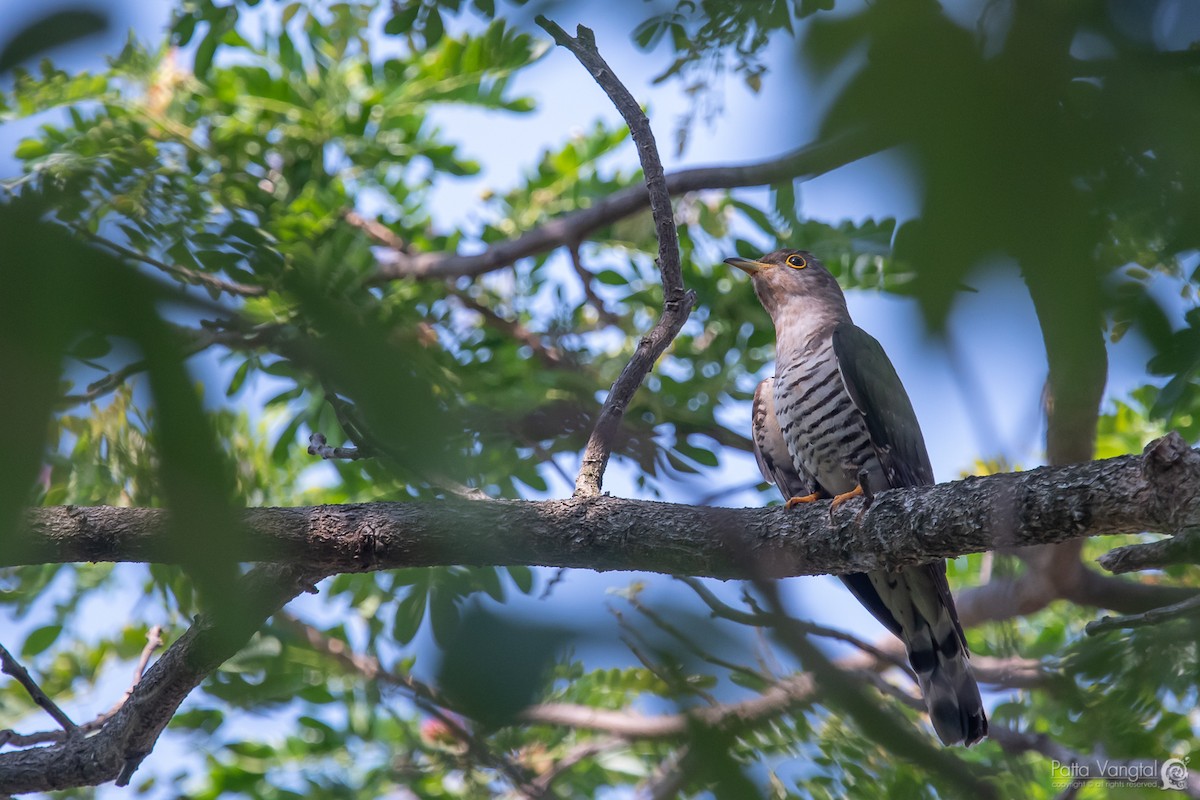 Indian Cuckoo - Pattaraporn Vangtal