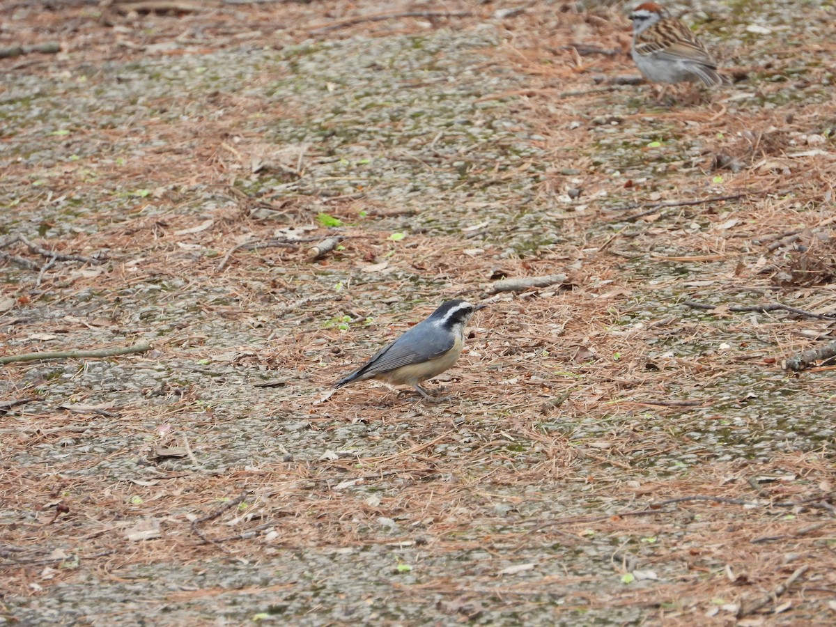 Red-breasted Nuthatch - Chad Wilson