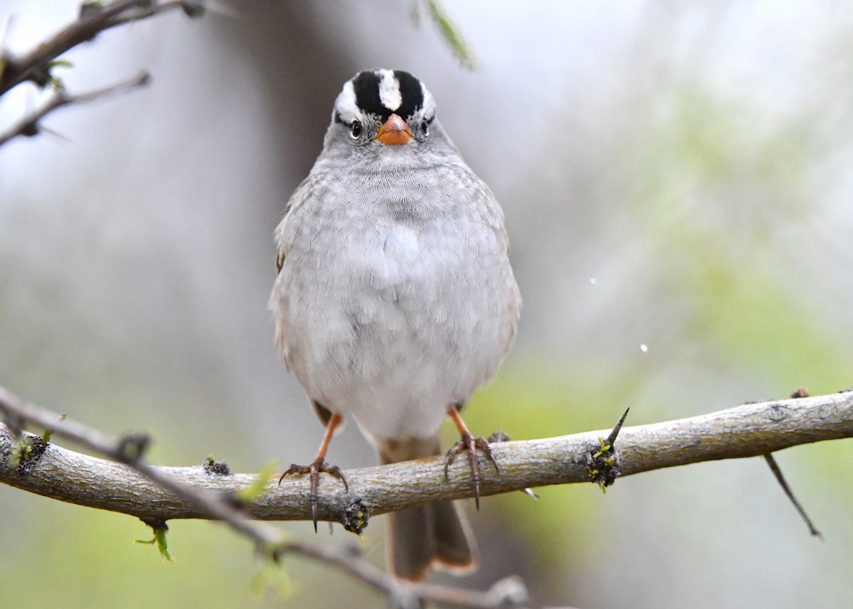 White-crowned Sparrow - M Nagy