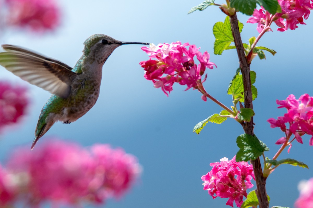 Anna's Hummingbird - Louisa Evers