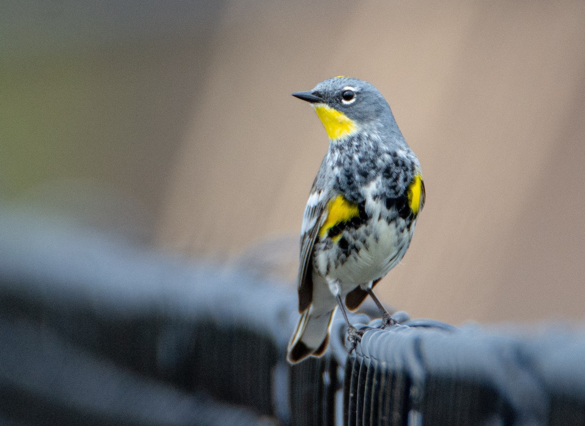 Yellow-rumped Warbler (Audubon's) - Louisa Evers