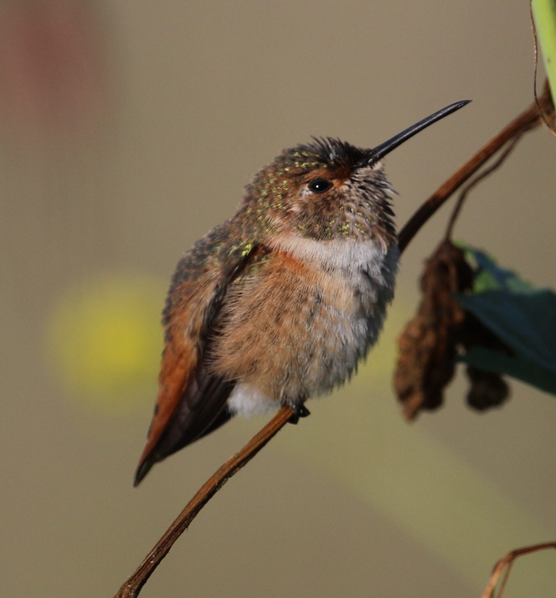 Allen's Hummingbird - Peter Roberts