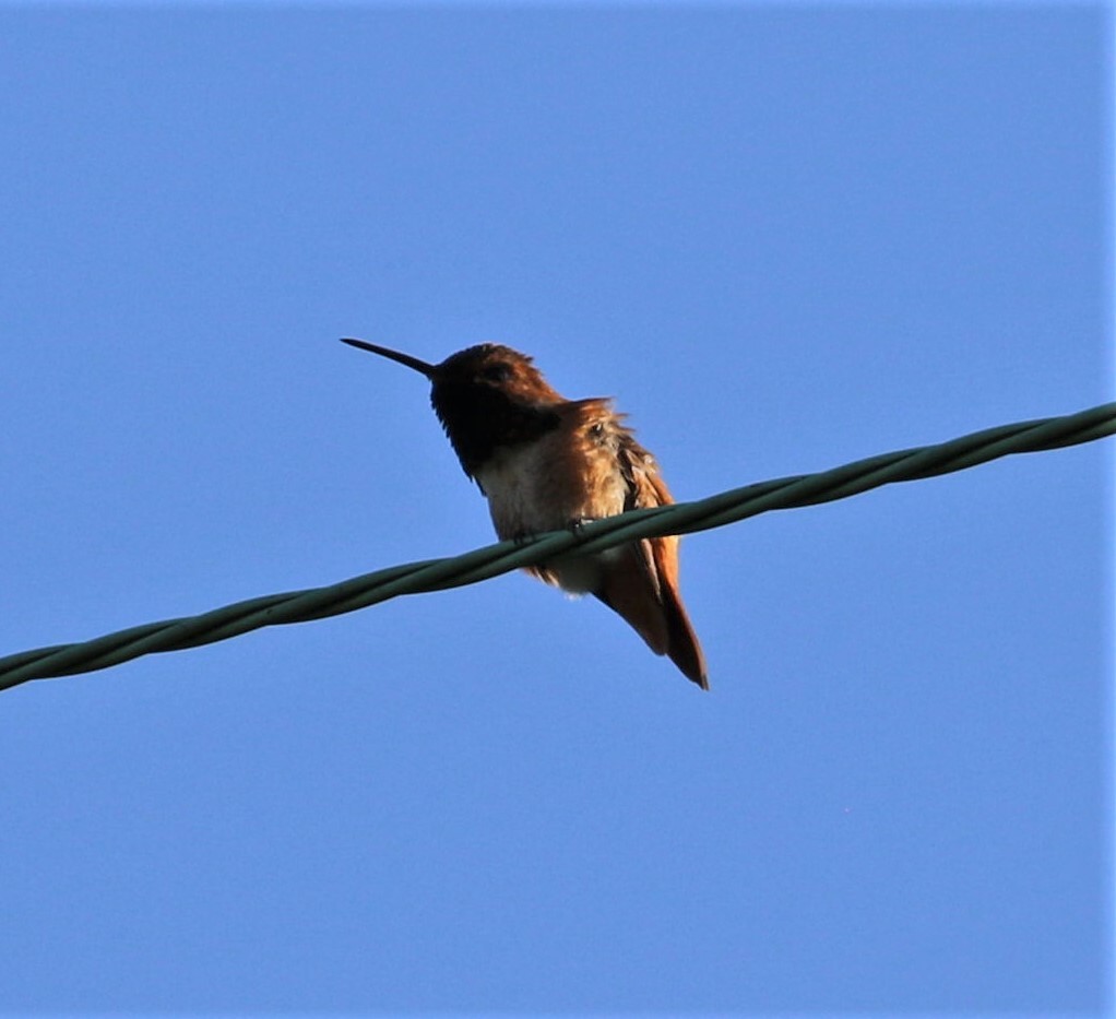 Allen's Hummingbird - Peter Roberts