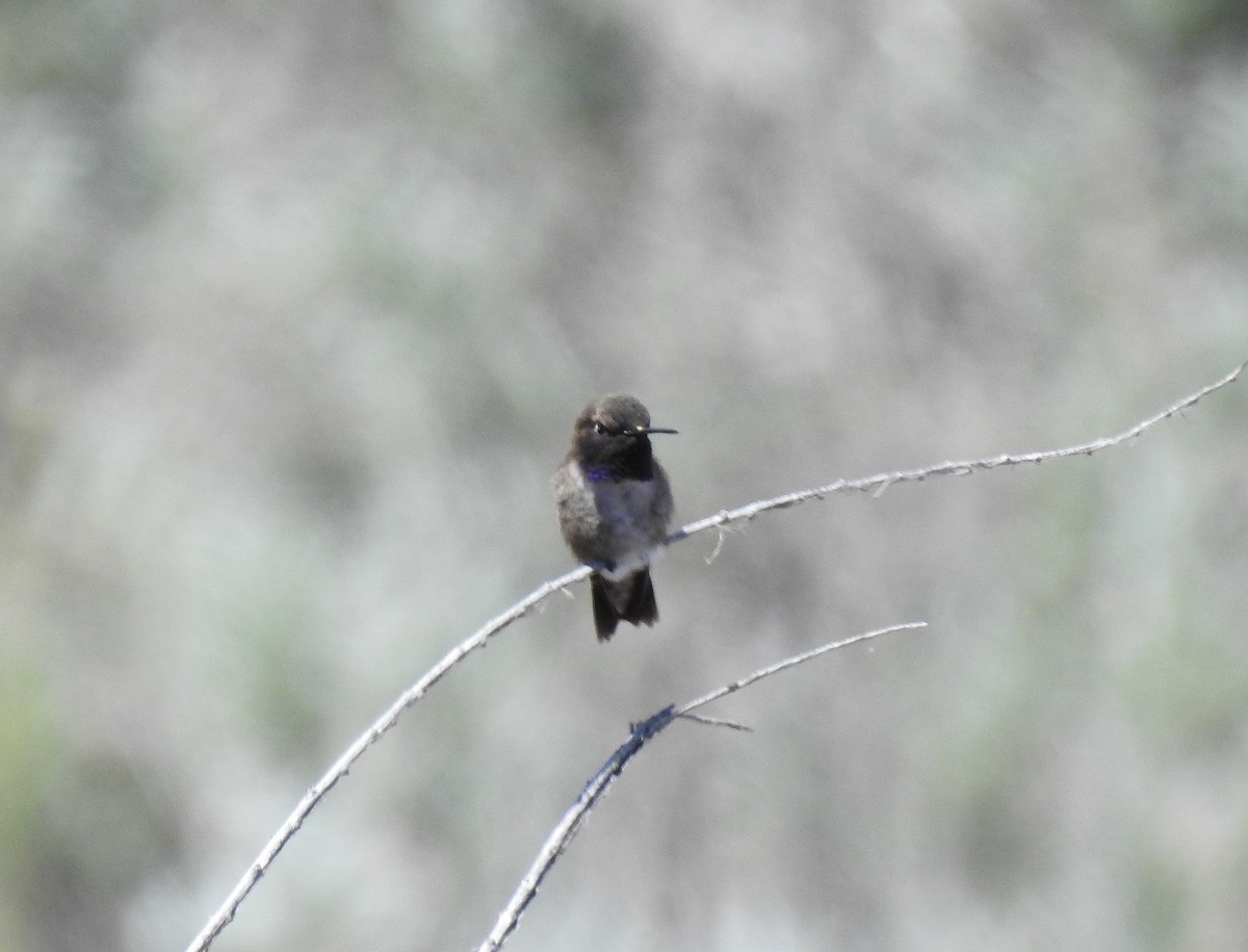 Black-chinned Hummingbird - ML153304551