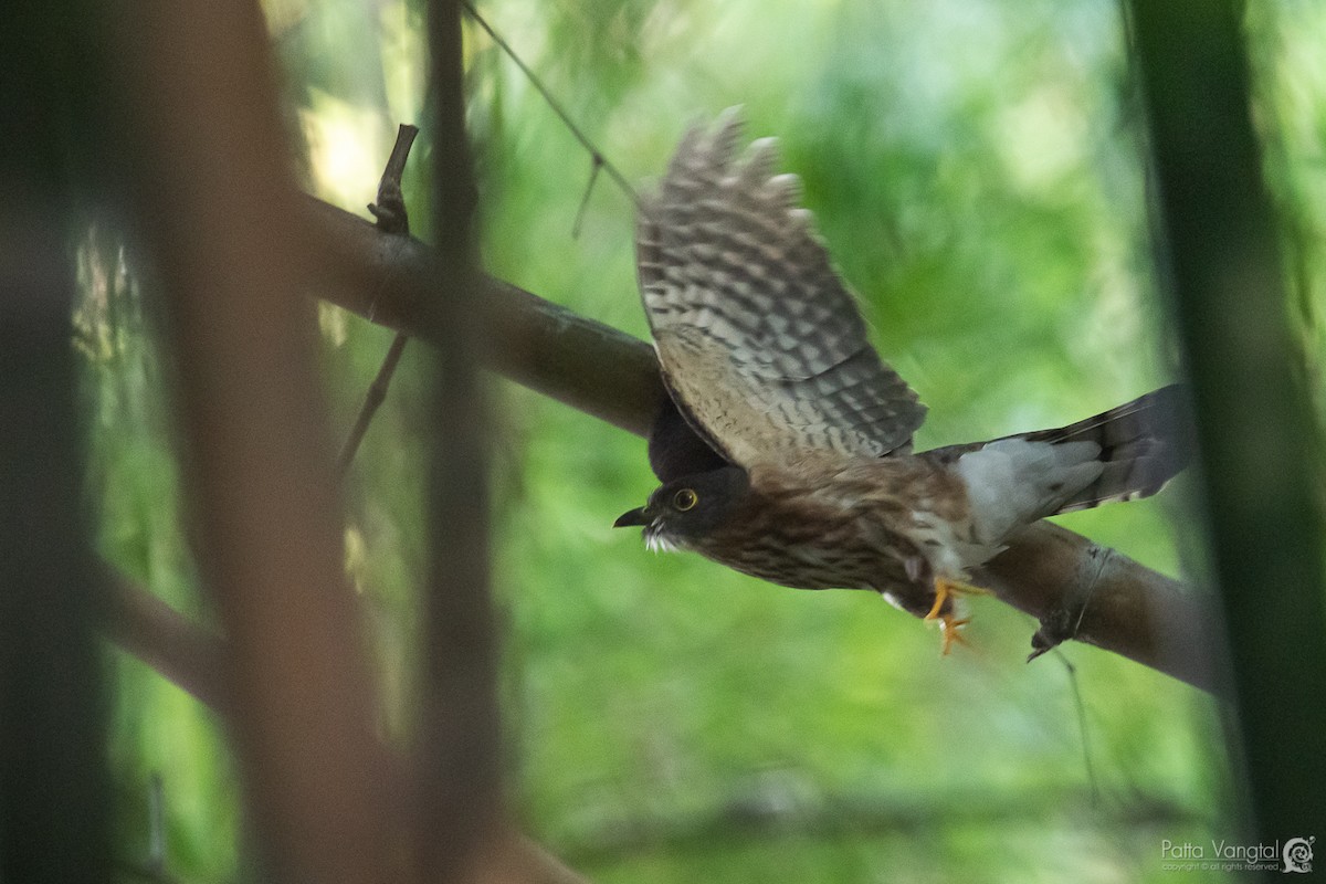 Hodgson's Hawk-Cuckoo - Pattaraporn Vangtal