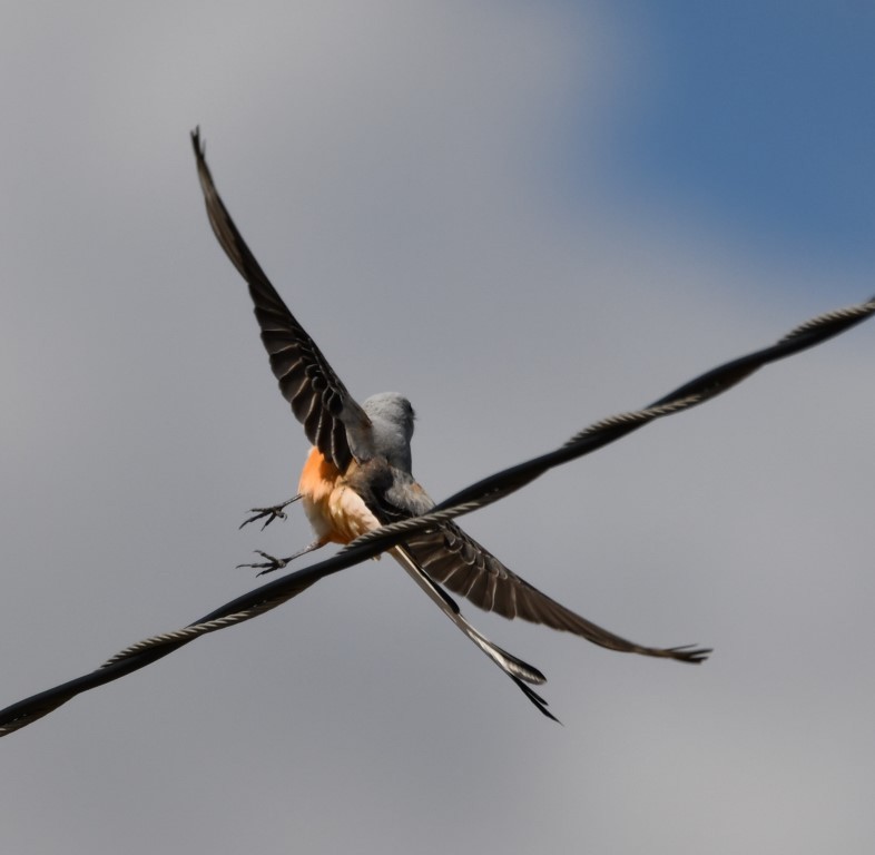 Scissor-tailed Flycatcher - Steve Davis