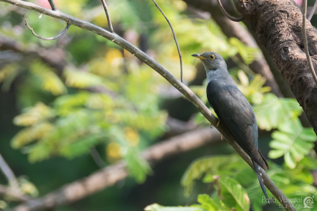 Himalayan Cuckoo - Pattaraporn Vangtal