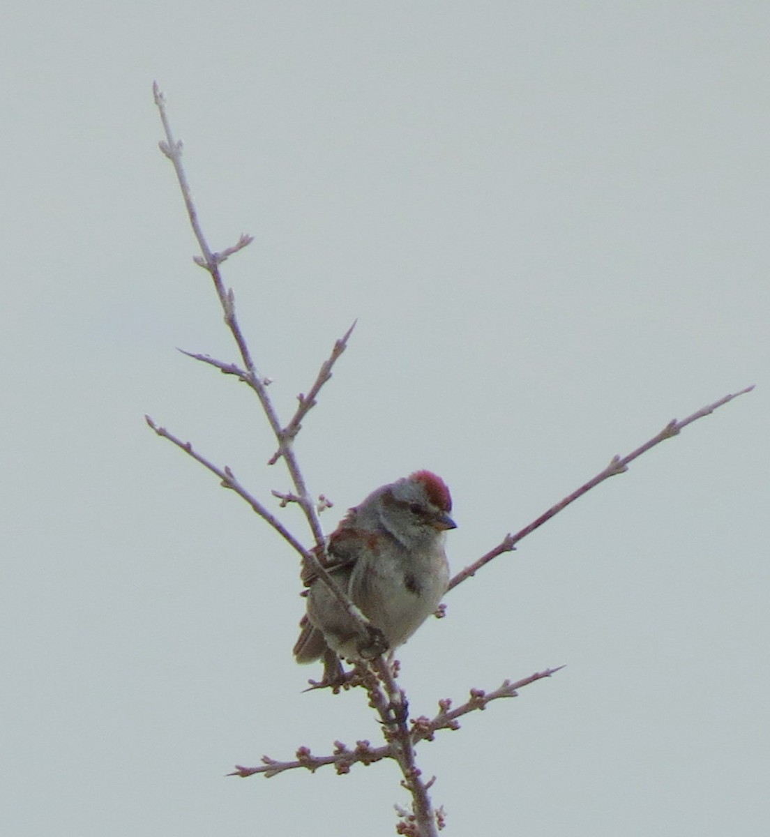 American Tree Sparrow - Fran Kerbs