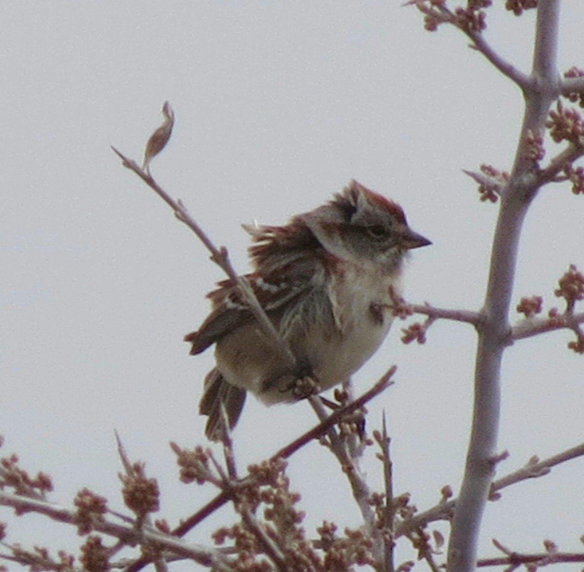 American Tree Sparrow - Fran Kerbs