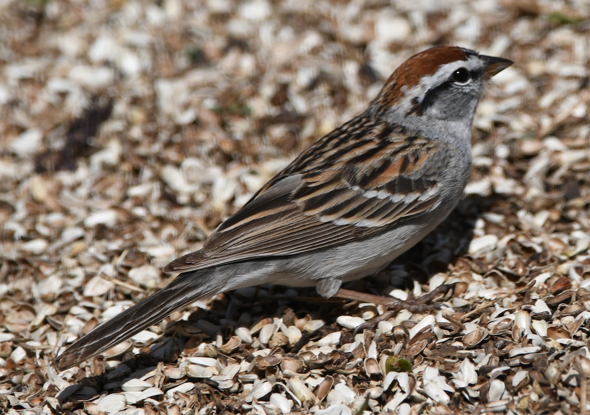 Chipping Sparrow - Steve Davis