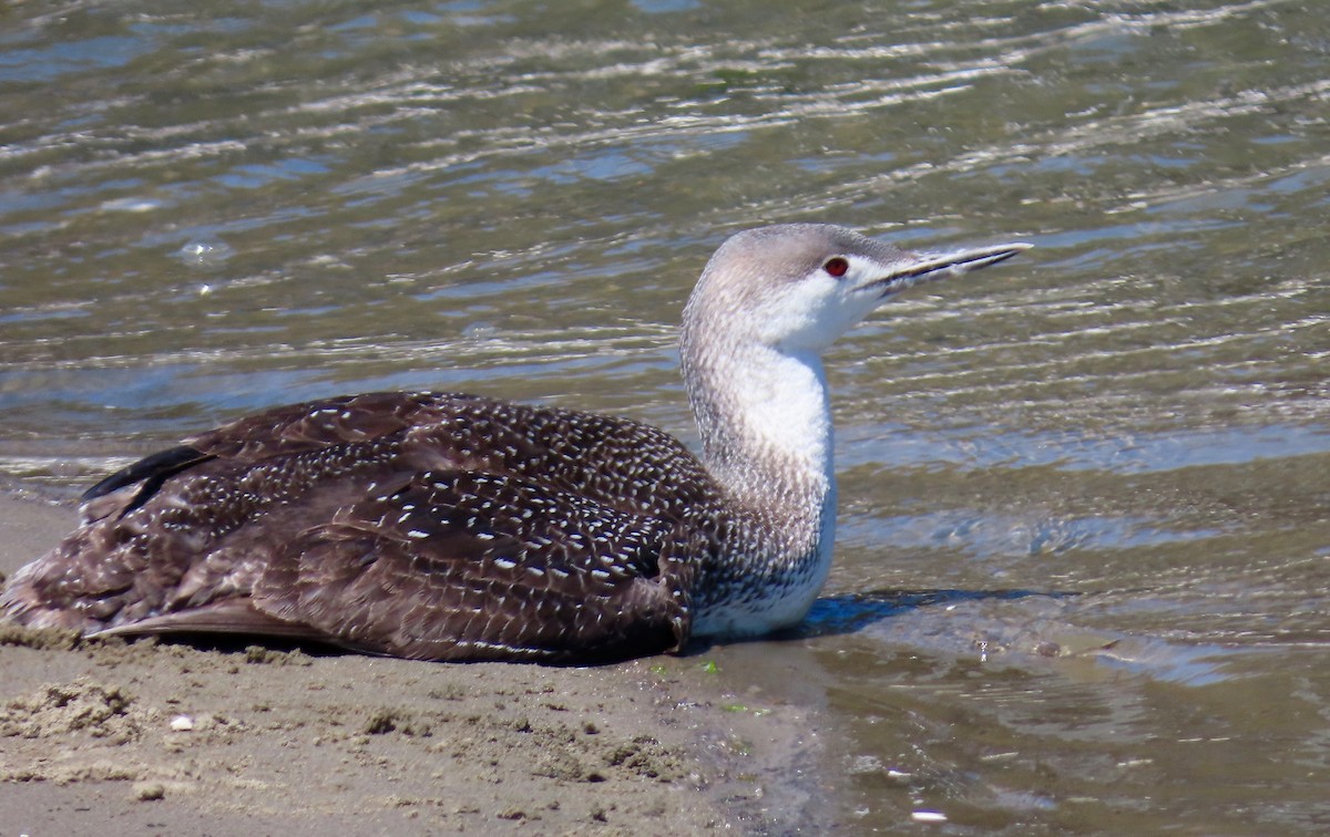 Red-throated Loon - ML153308241