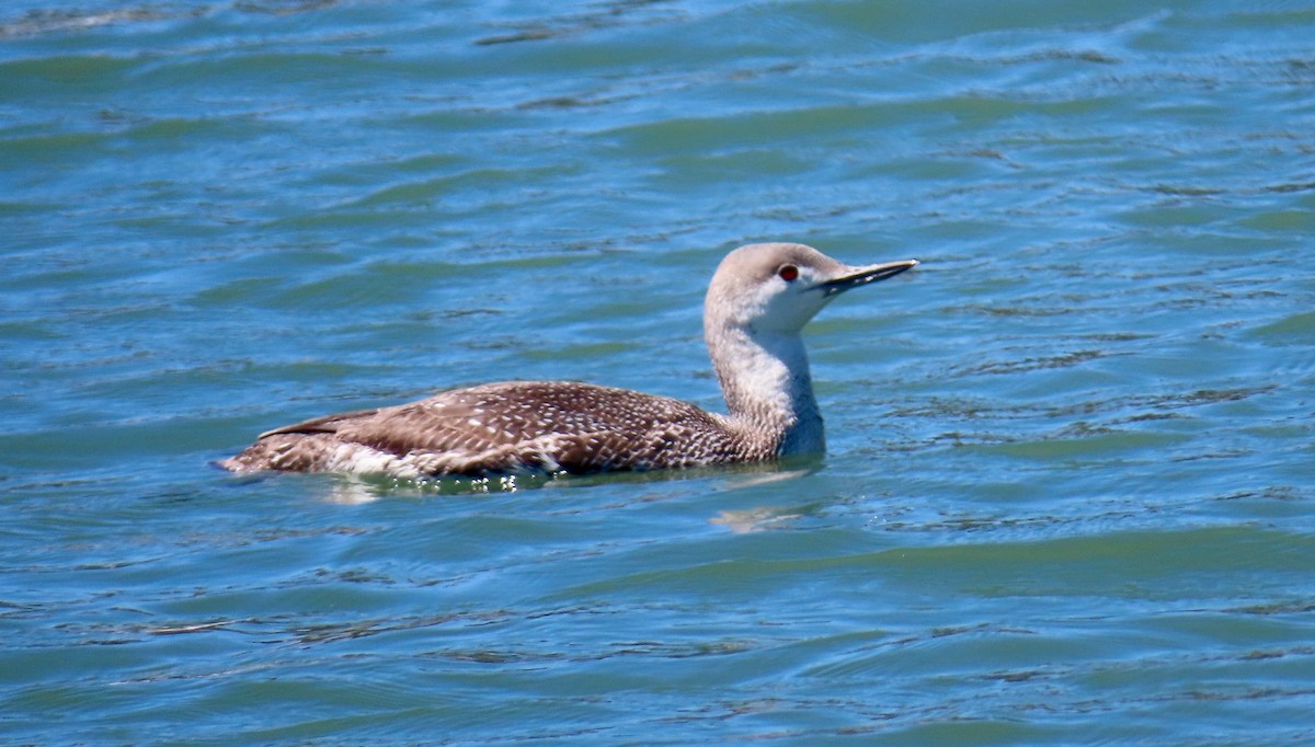 Red-throated Loon - ML153308271