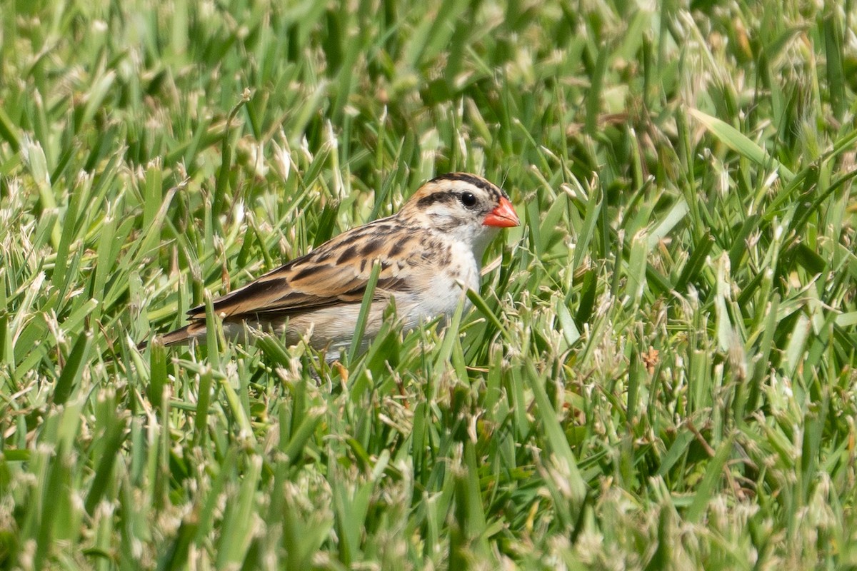 Pin-tailed Whydah - ML153310761